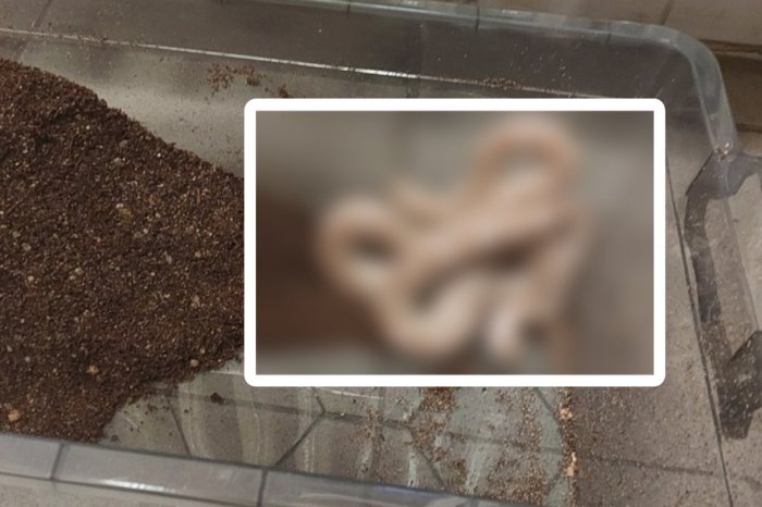 Ilustračný obrázok k článku Bezdomovec sa hrabal v kontajneri: Z toho, ČO tam našiel, ho takmer trafil šľak!