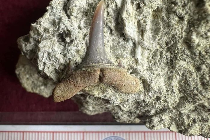 Ilustračný obrázok k článku MEGA vzácny úlovok malého Jakuba (11): Našiel ZUB žraloka starý vyše 13 miliónov rokov