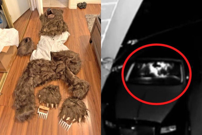 Ilustračný obrázok k článku ŠIALENÝ pokus o poistný PODVOD! Muž sa prezliekol za medveďa, ZNIČIL Rolls-Royce