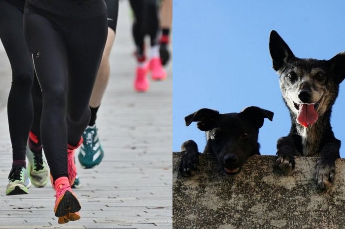 Ilustračný obrázok k článku Na Katarínu sa pobeží! Preteky podporia ÚTULOK