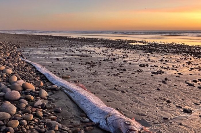 Ilustračný obrázok k článku Na breh vyplavilo "rybieho Nostradama": V minulosti bol nositeľom POHROM, ľudia sú v obavách