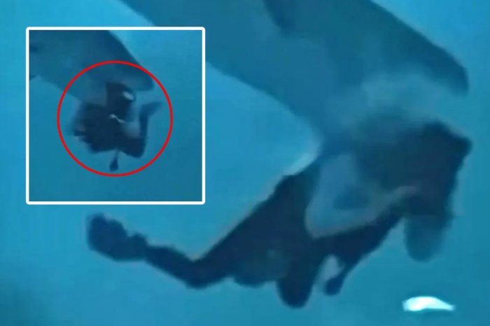 Ilustračný obrázok k článku Desivé VIDEO, z ktorého mrazí: Žralok sa potápačke zahryzol priamo do hlavy!