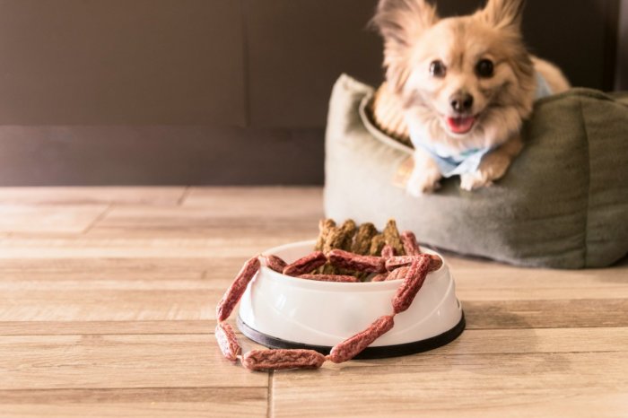 Ilustračný obrázok k článku Šialená BIZARNOSŤ! Babišova tieňová ministerka si objednala ZASTRELENIE psa sokyne v láske