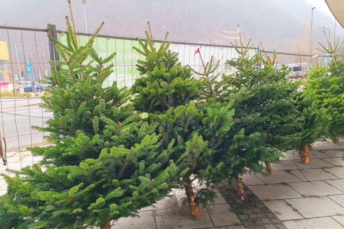 Ilustračný obrázok k článku Vianočné stromčeky už môžeme odovzdať: Kde všade v Prešove ich treba odniesť?