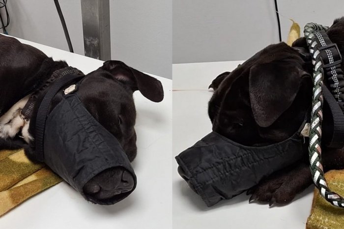 Ilustračný obrázok k článku Pes zomrel KRUTÝM spôsobom: Dobodal ho SUSED!