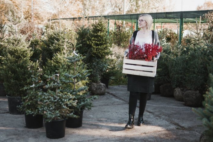 Ilustračný obrázok k článku NEKUPUJTE každý rok nový! Vyskúšajte vianočný stromček v KVETINÁČI