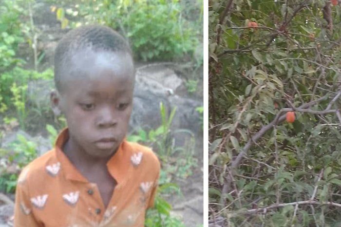 Ilustračný obrázok k článku Neuveriteľné! Chlapček (8) zablúdil v parku plnom LEVOV! Sám tam prežil päť dní