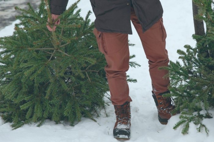 Ilustračný obrázok k článku VIANOČNÉ stromčeky doma DOSLÚŽILI: Bude z nich KOMPOST