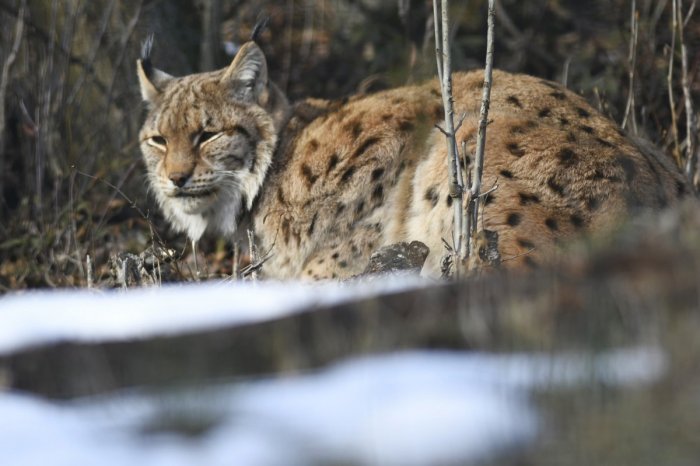 Ilustračný obrázok k článku Našli telo 9-mesačnej samičky: V Tatrách neprežil rys zrážku s autom, zrejme bude v múzeu