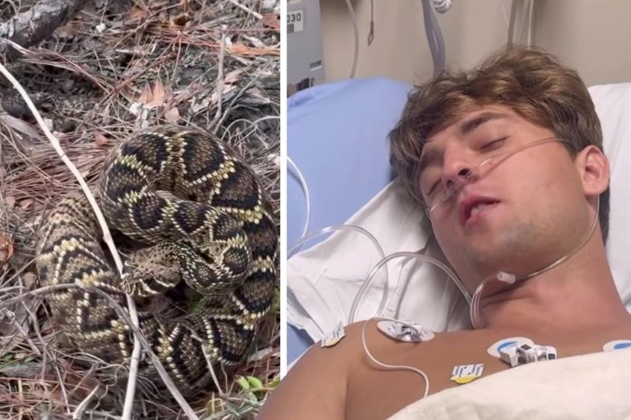 Ilustračný obrázok k článku Američana uhryzol štrkáč: Aby mladíka ZACHRÁNILI, lekári mu podali 88 dávok protijedu