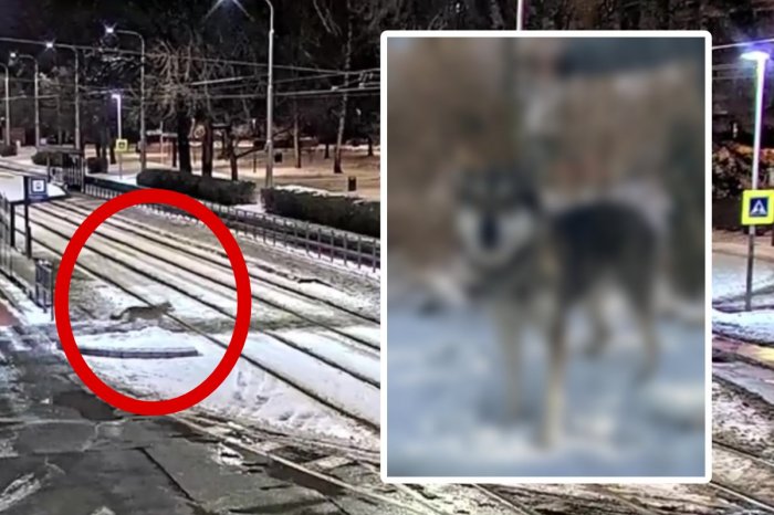 Ilustračný obrázok k článku Vystrašení ľudia zalarmovali políciu: VLK na ulici! Všetko bolo napokon INAK, VIDEO