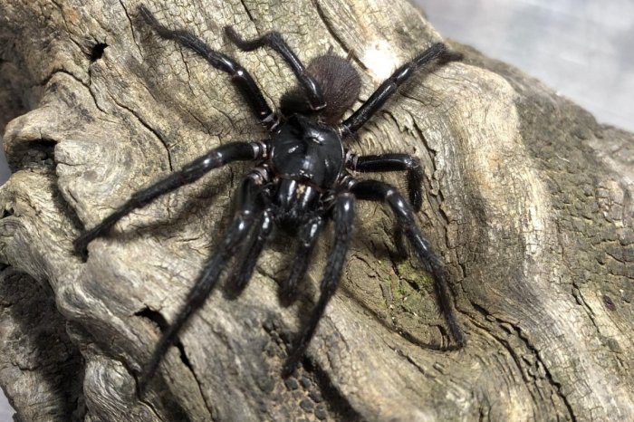 Ilustračný obrázok k článku Máte STRACH z pavúkov? Toto vás NEPOTEŠÍ! Vedci objavili NOVÝ veľký druh