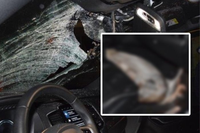 Ilustračný obrázok k článku KURIÓZNA nehoda na diaľnici: Letiaca LABUŤ prerazila čelné sklo! Skončila v aute