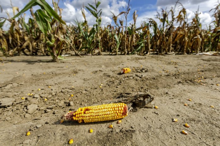 Ilustračný obrázok k článku Je to POTVRDENÉ: Minulý rok bol na Slovensku NAJTEPLEJŠÍ v histórii meraní!