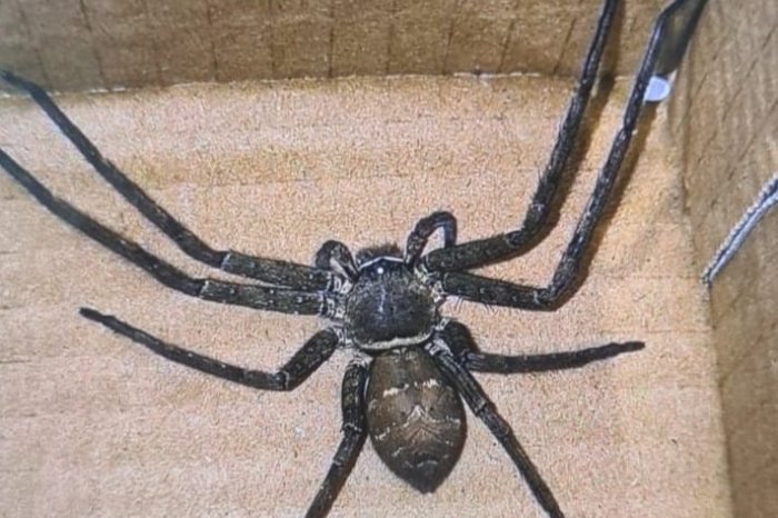 Ilustračný obrázok k článku Českú predavačku mohlo aj PORAZIŤ: Šok po otvorení krabice! Bol v nej OBROVSKÝ pavúk