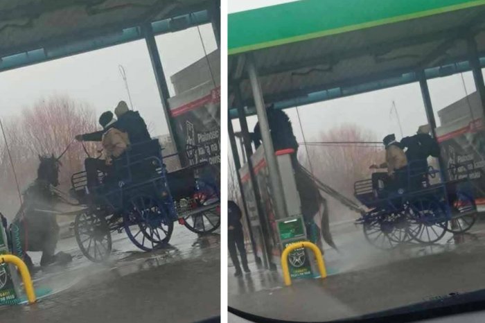 Ilustračný obrázok k článku VIDEO, ktoré pobúrilo Poliakov: Muž umýval koňa vysokotlakovým čističom v autoumyvárni!