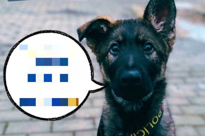 Ilustračný obrázok k článku Ubehol vám VÍKEND príliš rýchlo? Toto je gól, psík Asko to vníma rovnako, FOTO