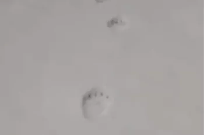 Ilustračný obrázok k článku Prezradili ho jednoznačné STOPY v snehu: V okolí Košíc zaznamenali pohyb MEDVEĎA