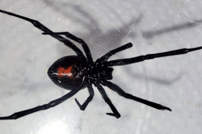 Ilustračný obrázok k článku Toto by ste nečakali! Na Slovensku prvýkrát objavili nebezpečnú ČIERNU VDOVU