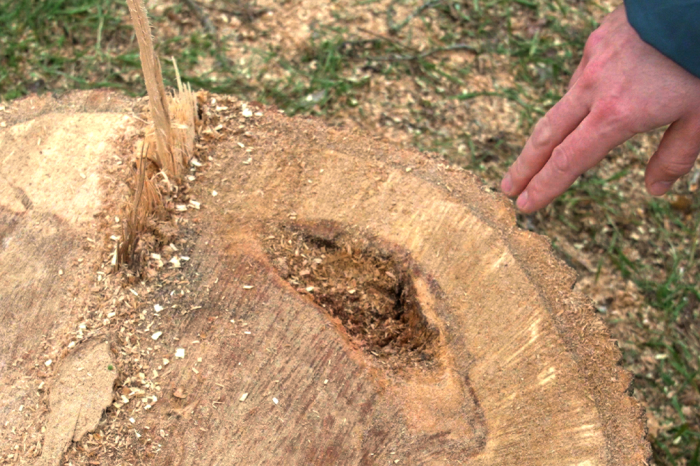 Ilustračný obrázok k článku Trnava postupne ODSTRAŇUJE staré topole na Rybníkovej: Napadla ich CHOROBA