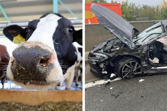 Ilustračný obrázok k článku ŠOK na diaľnici: Stádo kráv ušlo na cestu, vodiči ZRÁŽKAM nedokázali zabrániť, FOTO