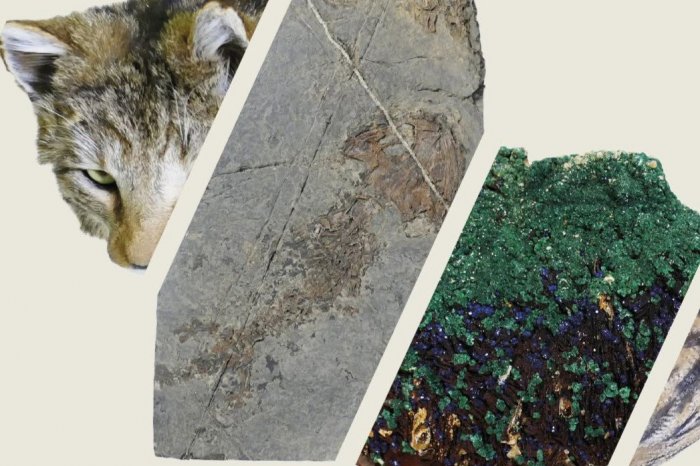 Ilustračný obrázok k článku Múzeum v Topoľčanoch otvorilo DEPOZITÁRE: Prezentuje najnovšie PRÍRASTKY