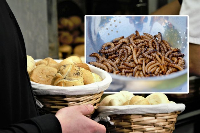 Ilustračný obrázok k článku Môžu sa múčne červy pridávať do potravín bez toho, aby sme o tom VEDELI?