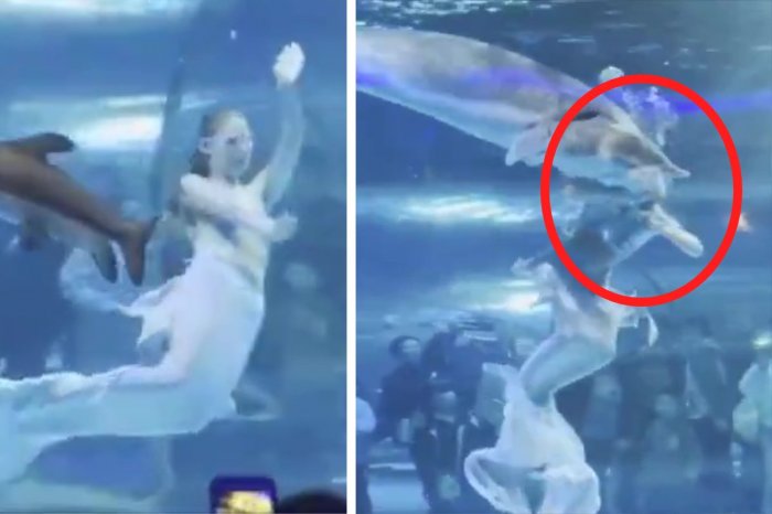 Ilustračný obrázok k článku HOROR vo vyhľadávanom akváriu: "Morskej panne" sa OBRIA ryba pokúsila ODHRYZNÚŤ hlavu!