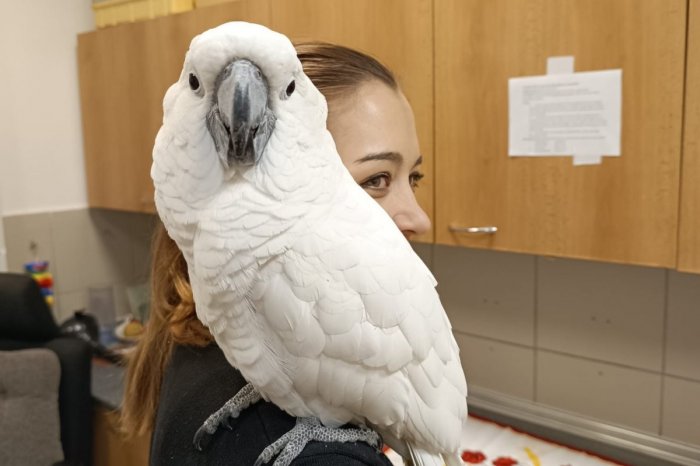 Ilustračný obrázok k článku Stratený papagáj je HITOM internetu: Vletel do cudzieho bytu, vedúcu útulku oslovuje MILÁČIK