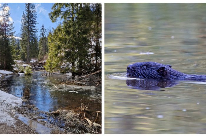 Ilustračný obrázok k článku Hrozí zničenie hrádze? My sme les sa obáva likvidácie bobroviska, TANAP to odmieta