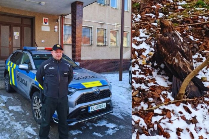 Ilustračný obrázok k článku KURIÓZNA záchranná akcia policajtov: Pomohli pri odchyte ZRANENÉHO orla