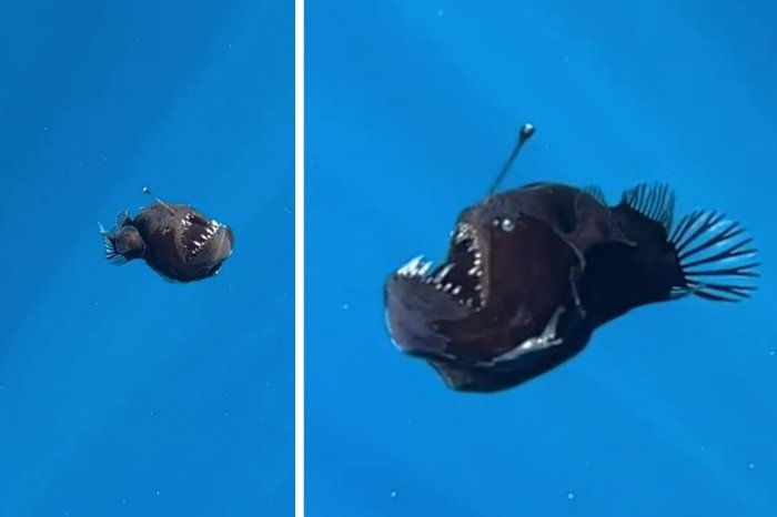 Ilustračný obrázok k článku ŠOKOVANÍ vedci neverili vlastným očiam: Pri obľúbenom ostrove uvideli čierneho DIABLA