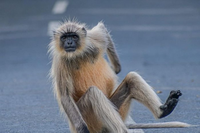 Ilustračný obrázok k článku KURIOZITA DŇA: Opica spôsobila blackout na celej Srí Lanke. Ako sa jej to podarilo?