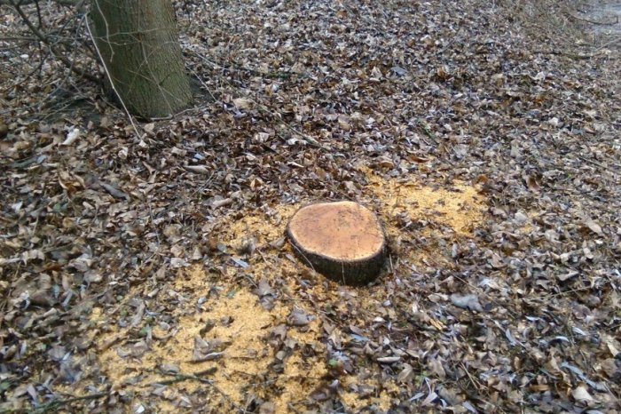 Ilustračný obrázok k článku Stúpa riziko ich ulomenia alebo rozpadnutia: Na Masarykovej bude MIMORIADNY výrub drevín