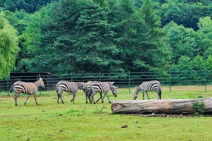 Ilustračný obrázok k článku V košickej ZOO bude platiť na Valentína ŠPECIÁLNA zľava: Kto tam dostane vstup ZDARMA?