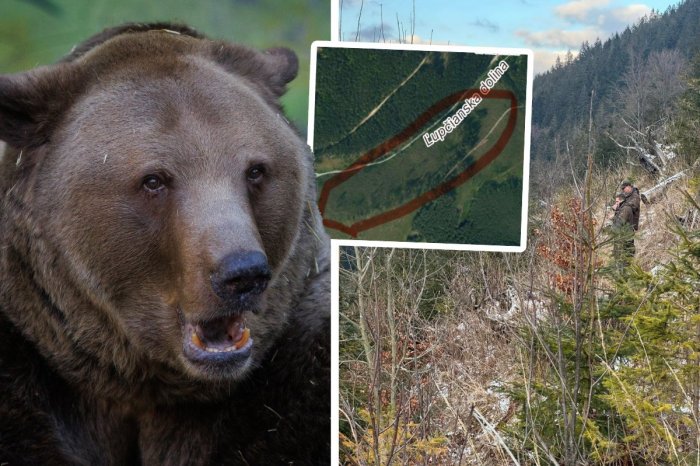 Ilustračný obrázok k článku HOROROVÉ detaily útoku medveďa na rodinu! Rodičia chránili deti vlastnými TELAMI