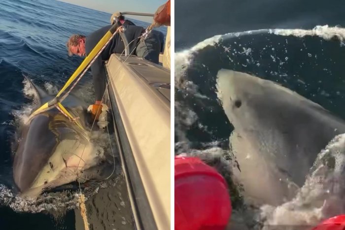 Ilustračný obrázok k článku Neuveriteľná OBLUDA: Vedci objavili doposiaľ NAJVÄČŠIEHO žraloka v Atlantiku! VIDEO