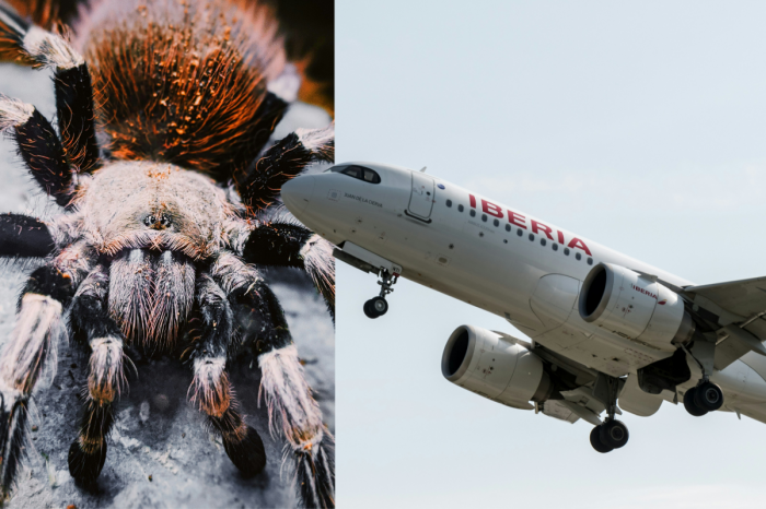 Ilustračný obrázok k článku ŠIALENSTVO v oblakoch: Pilota počas letu uhryzla TARANTULA