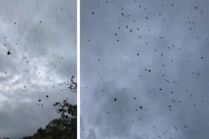 Ilustračný obrázok k článku Totálny HOROR: Z neba "pršali" pavúky! Všetko zachytilo VIDEO