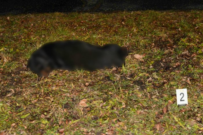 Ilustračný obrázok k článku V Leviciach pes ZRANIL troch ľudí: Bolo medzi nimi aj DIEŤA! Mestskí policajti ho usmrtili