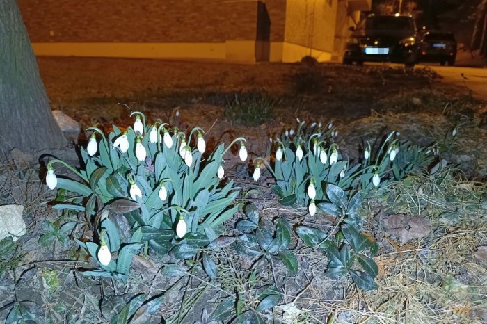 Ilustračný obrázok k článku V srdci Slovenska sa prebúdza PRÍRODA: Vykukli SNEŽIENKY, prví poslovia jari, FOTO