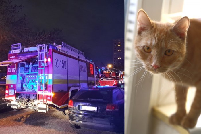 Ilustračný obrázok k článku Prípad, ktorému sa nechce veriť: Mačka dvojicu VYMKLA na balkóne! Zasahovali hasiči