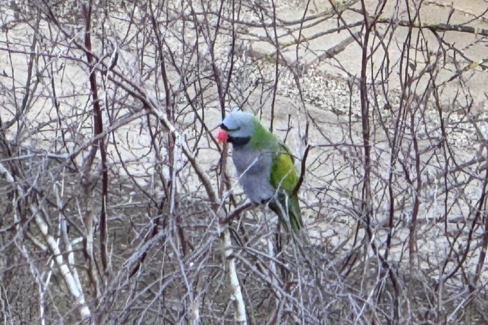 Ilustračný obrázok k článku Papagáj sa stal LEGENDOU sídliska: Operenec PREŽIL zimu! Dostane titul ČESTNÉHO vtáka?