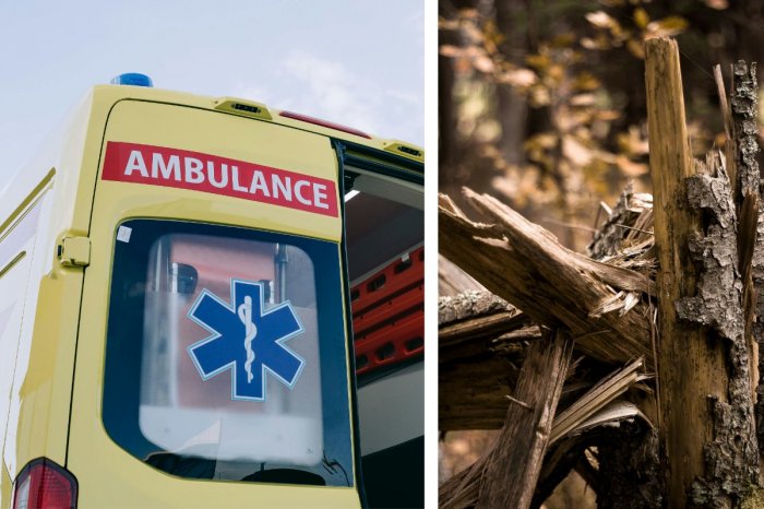 Ilustračný obrázok k článku TRAGÉDIA v lese pred očami rodičov: Chlapčeka (†3) zabil padajúci strom!