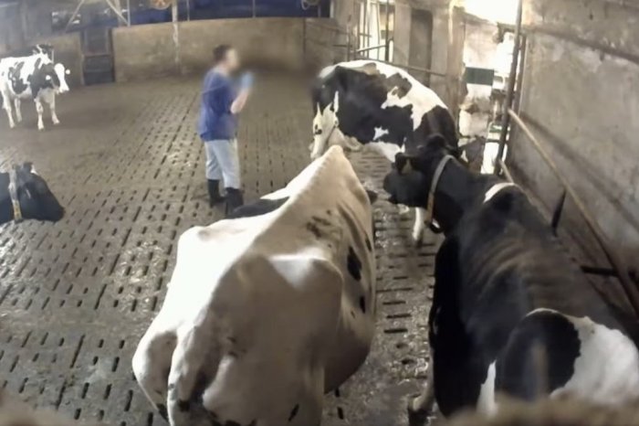 Ilustračný obrázok k článku VIDEO plné brutality z českej mliekarne: Teliatkam skákali po hlave a SUROVO ich kopali