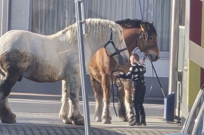 Ilustračný obrázok k článku KURIOZITA z mestskej autoumyvárky: Upraviť sa tam prišli ťažné kone, FOTO