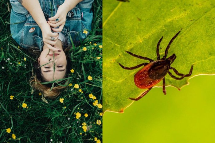 Ilustračný obrázok k článku Lekár VARUJE Slovákov pred nebezpečnými kliešťami! Radí, ako sa pred nimi CHRÁNIŤ