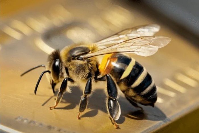 Ilustračný obrázok k článku Do Nitry sa zišli VČELÁRI z celej Európy: Nakúpte si medy aj sviečky