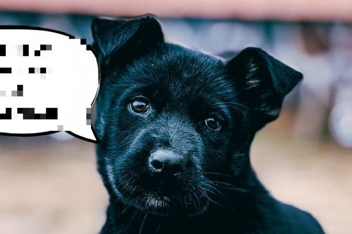 Ilustračný obrázok k článku Neteší váš UPRŠANÝ víkend? Policajný pes Nazar vám náladu rozhodne vylepší, FOTO