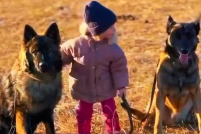 Ilustračný obrázok k článku Sú kolegovia a parťáci: Policajné psy Maxo a Enzo si roztomilým VIDEOM získali srdcia ľudí